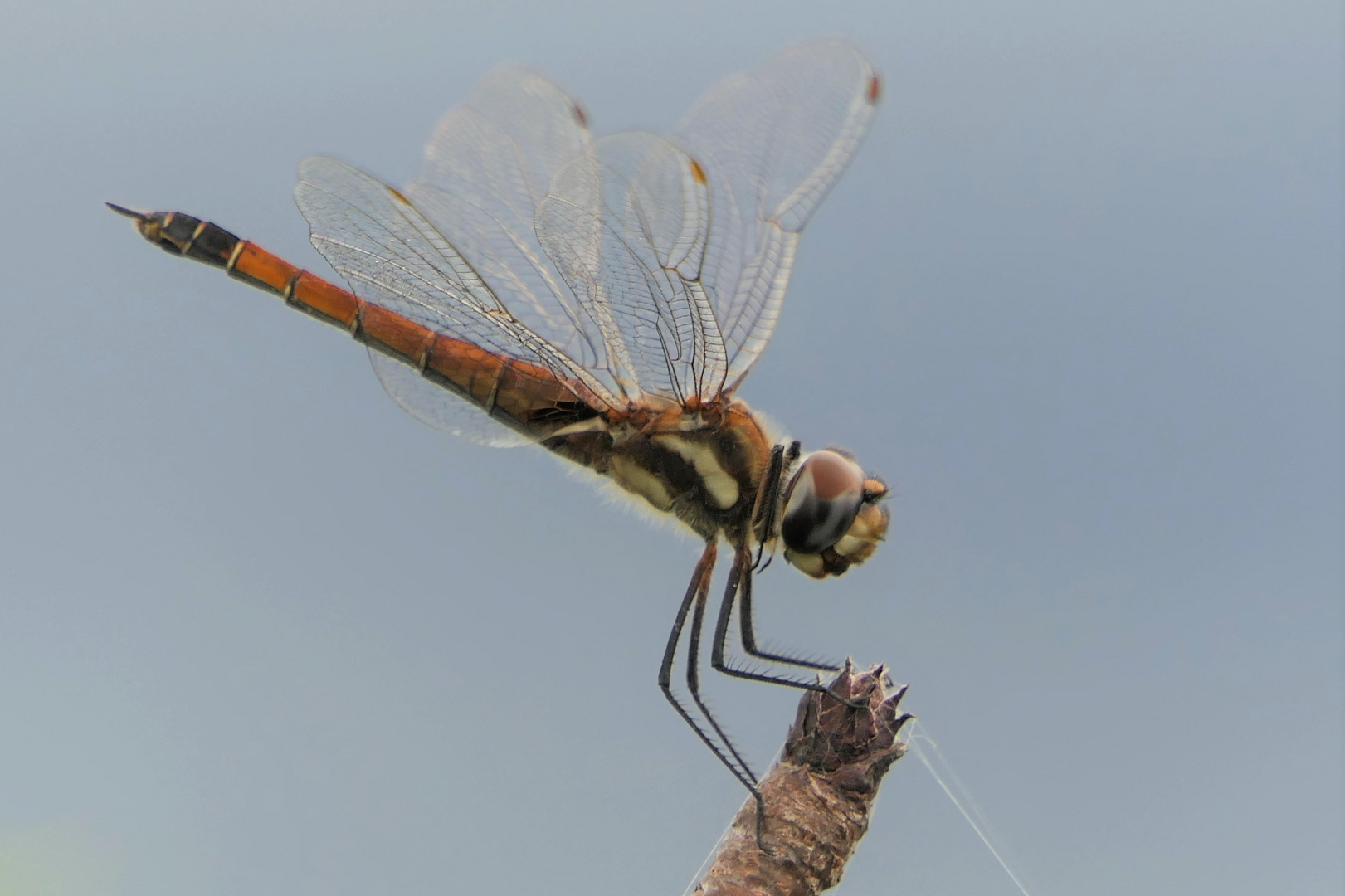 dragonfly Foto & Bild tiere, wildlife, insekten Bilder auf
