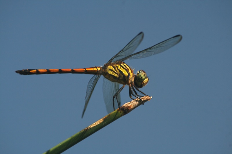 --== Dragonfly ==--