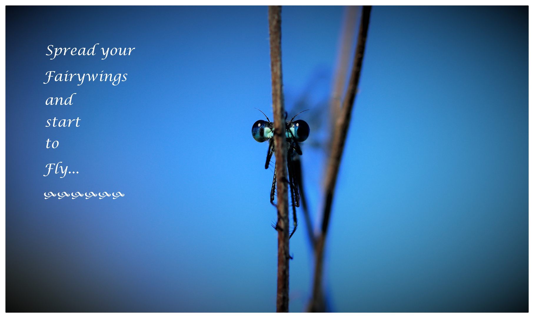                            -Dragonfly-