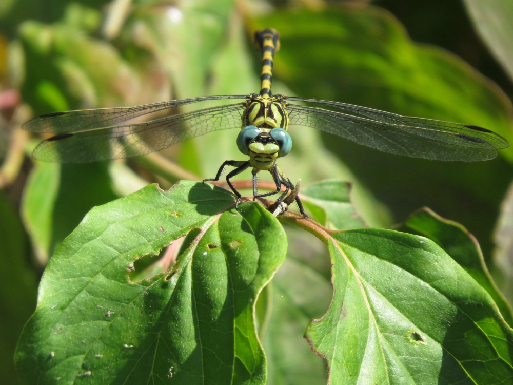 Dragonfly