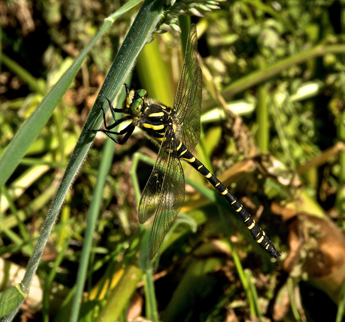 Dragonfly