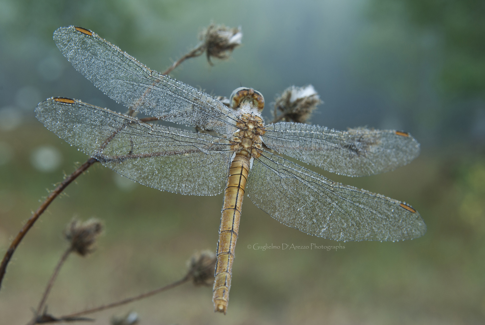 Dragonfly