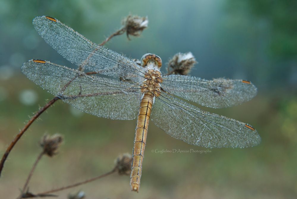 Dragonfly