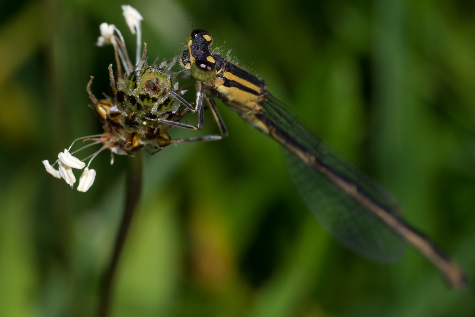 Dragonfly