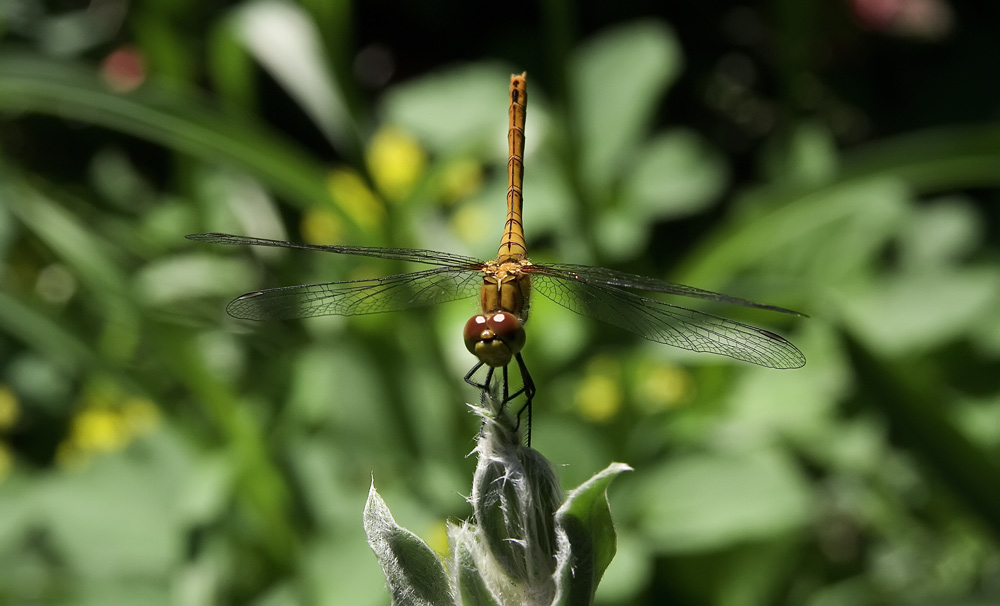 Dragonfly