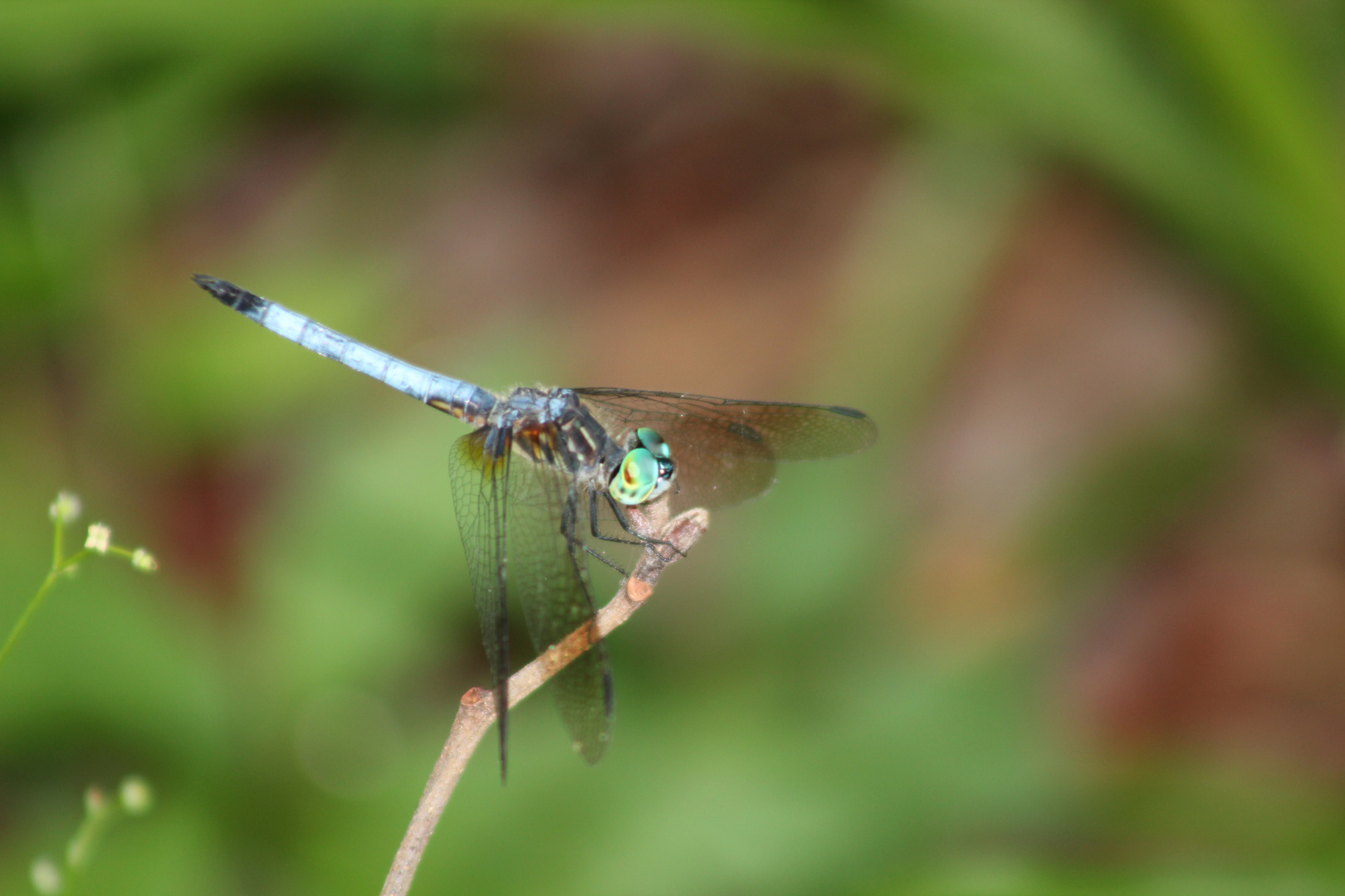 Dragonfly