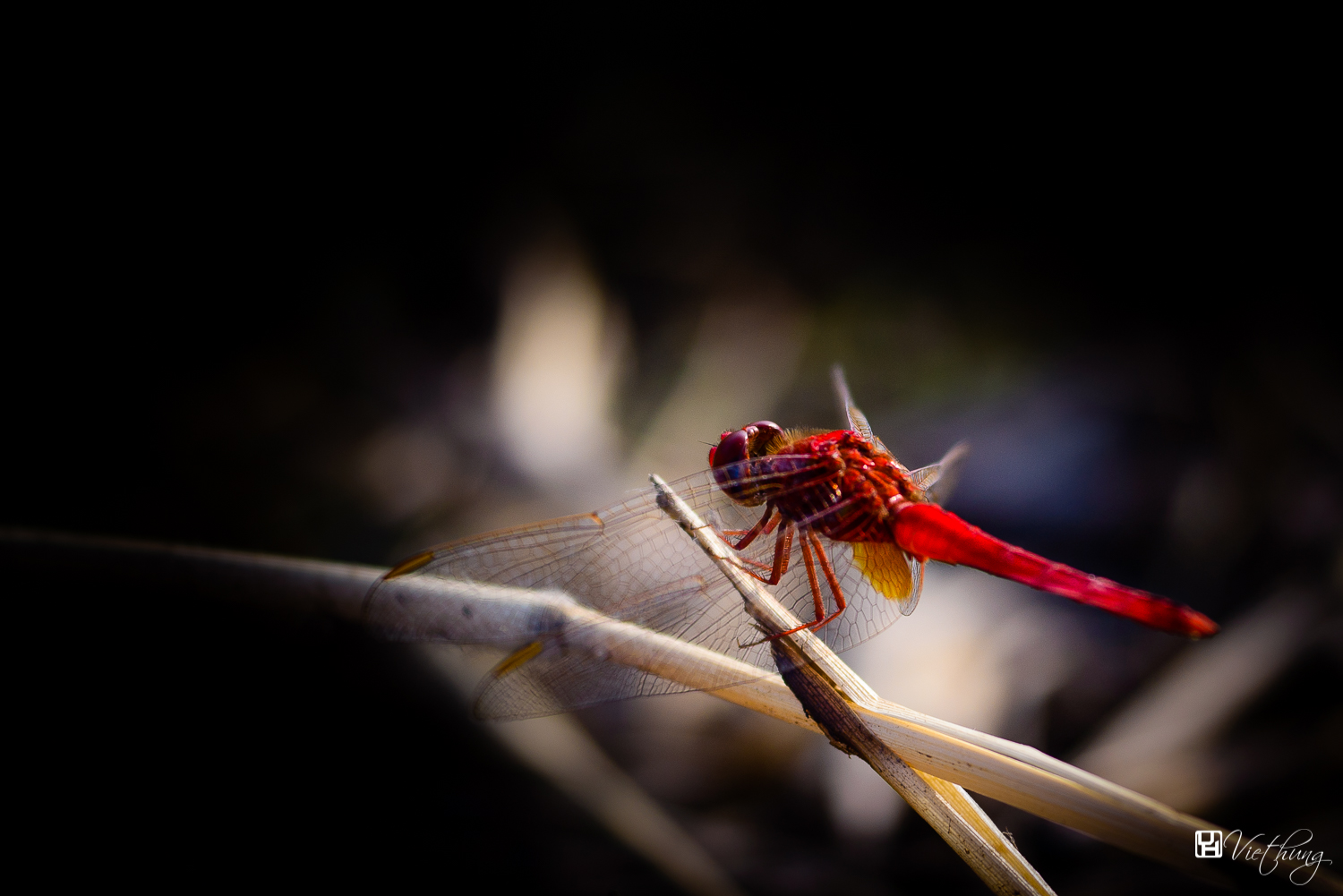 Dragonfly #4