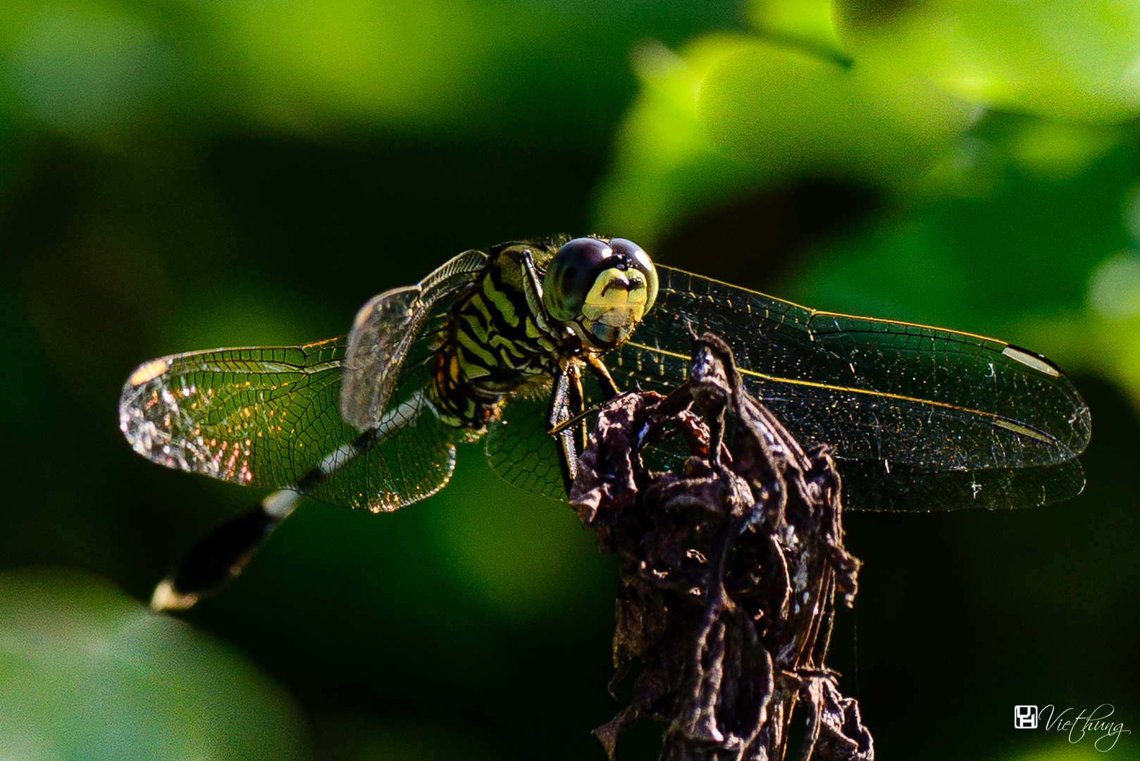 Dragonfly #4