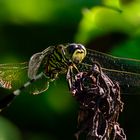 Dragonfly #4