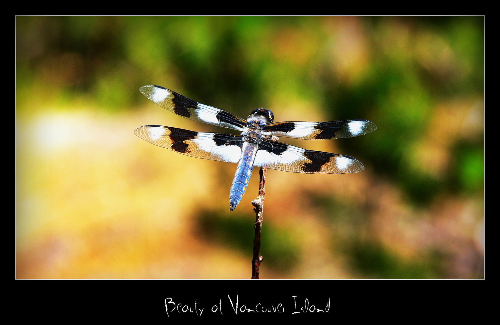 ~ DRAGONFLY ~