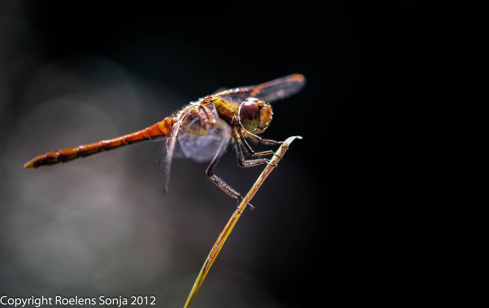 dragonfly