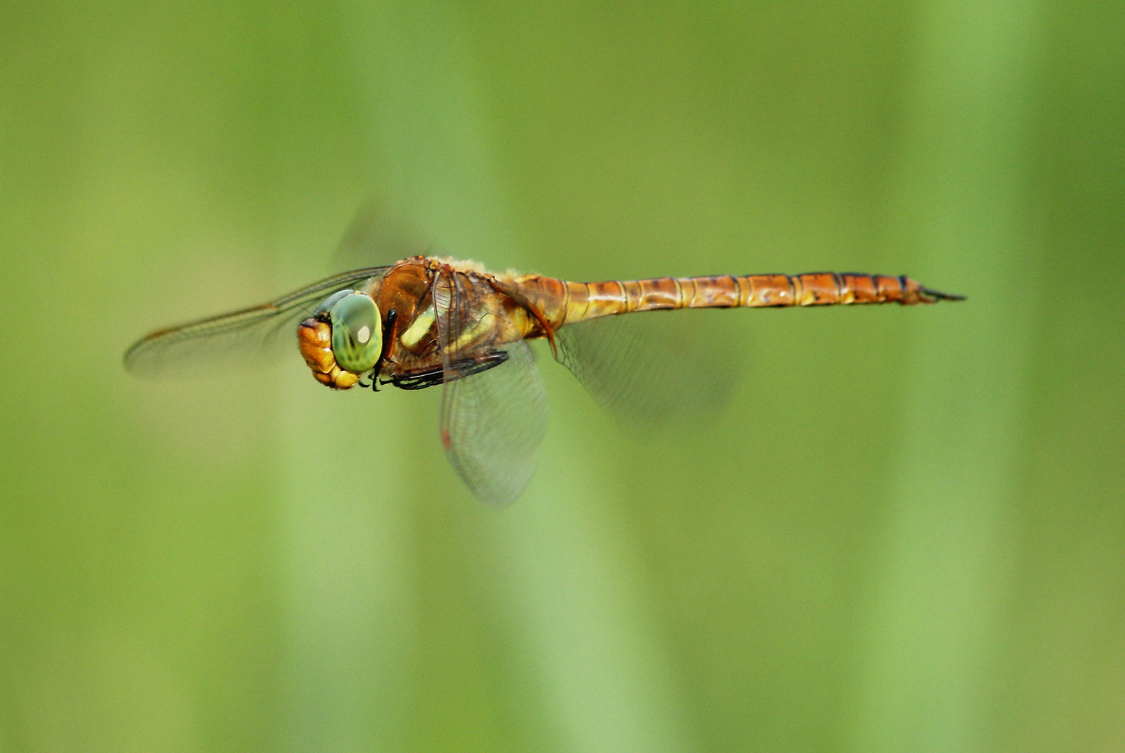 Dragonfly