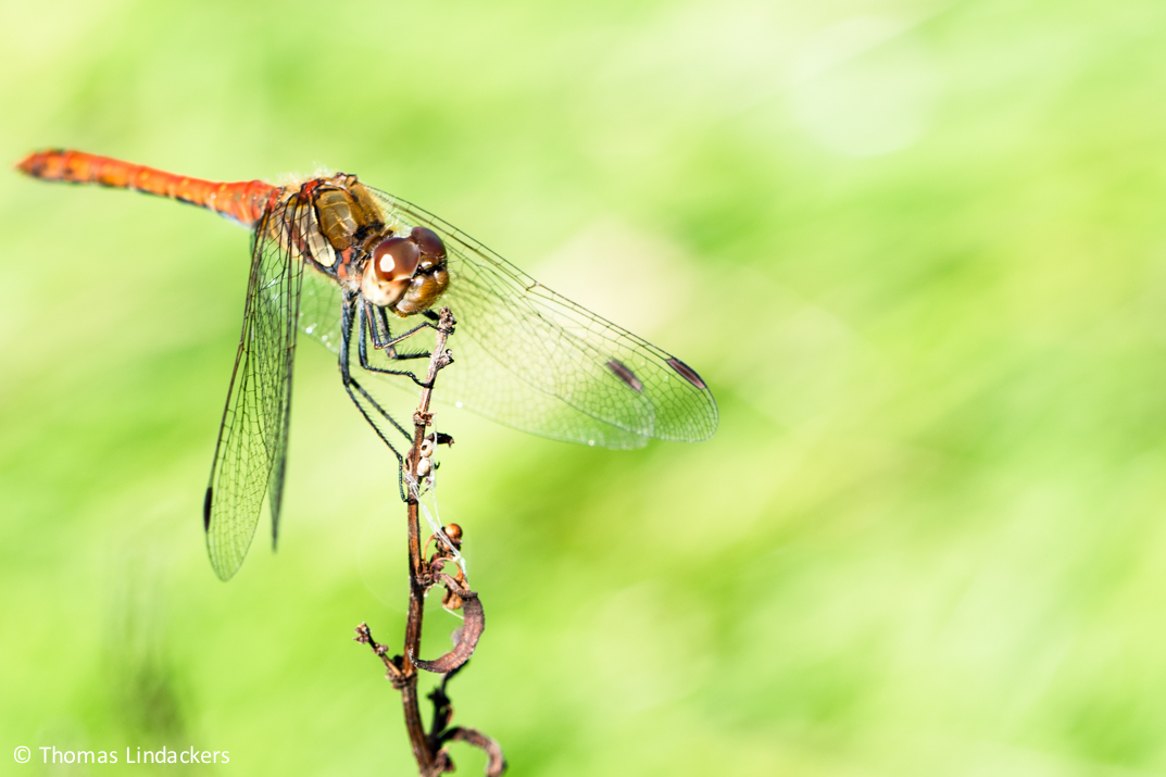 Dragonfly