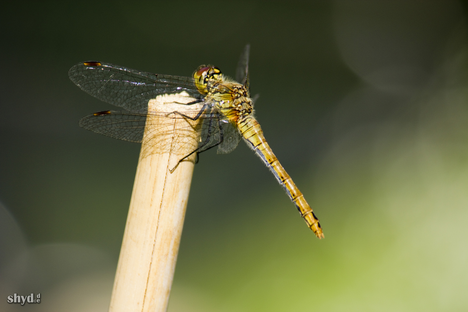 Dragonfly