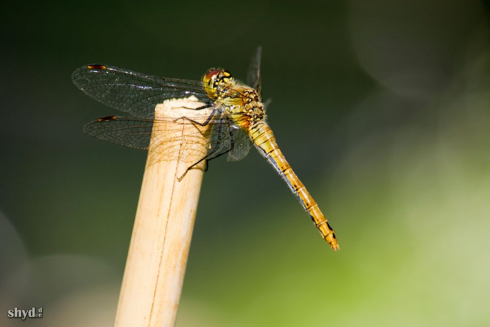 Dragonfly