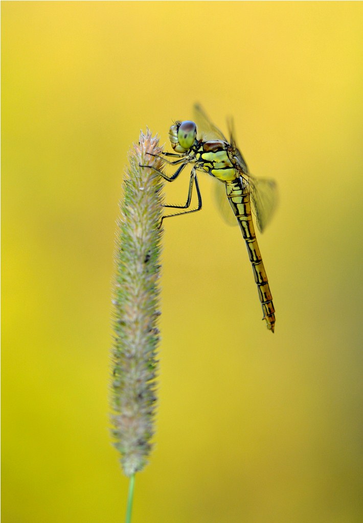 dragonfly