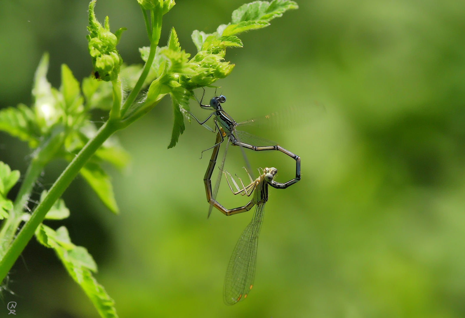 Dragonfly