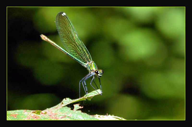 DRAGONFLY.....