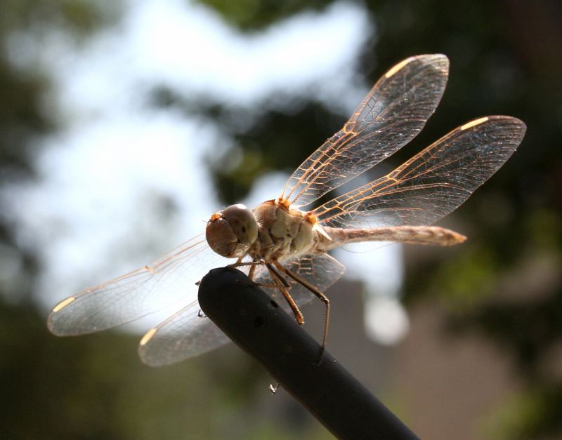 dragonfly