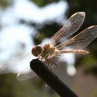 dragonfly