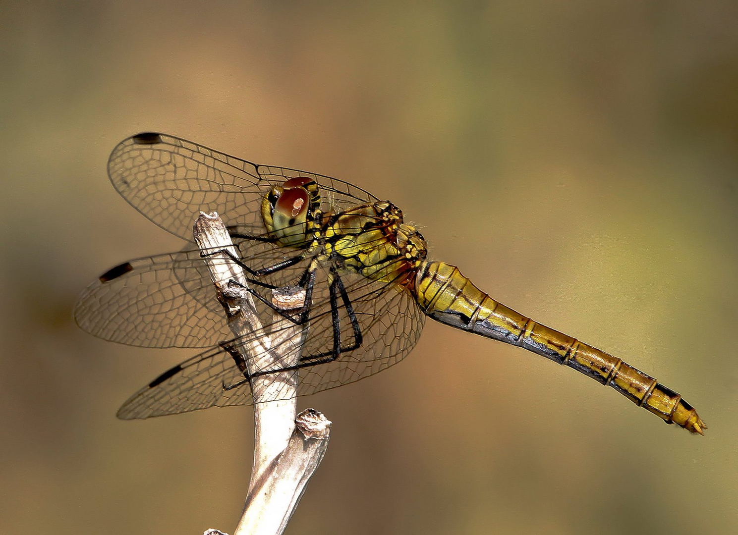 ..........Dragonfly.........