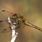 ..........Dragonfly.........