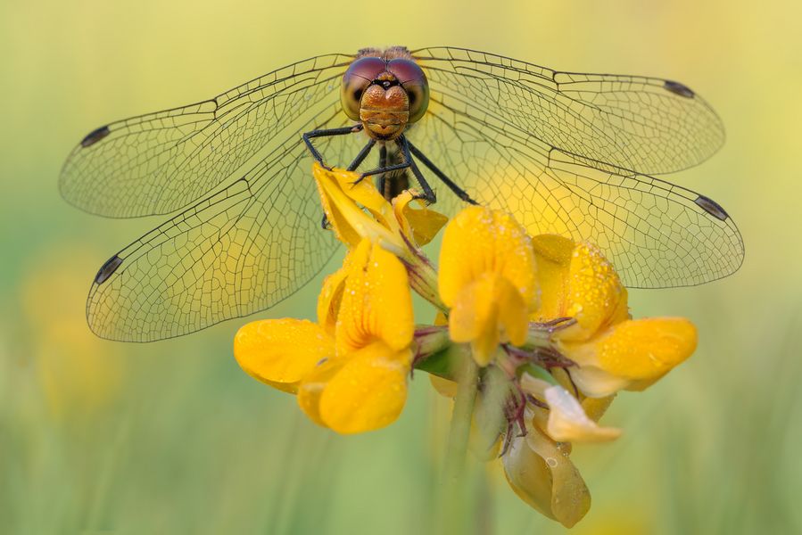 Dragonfly