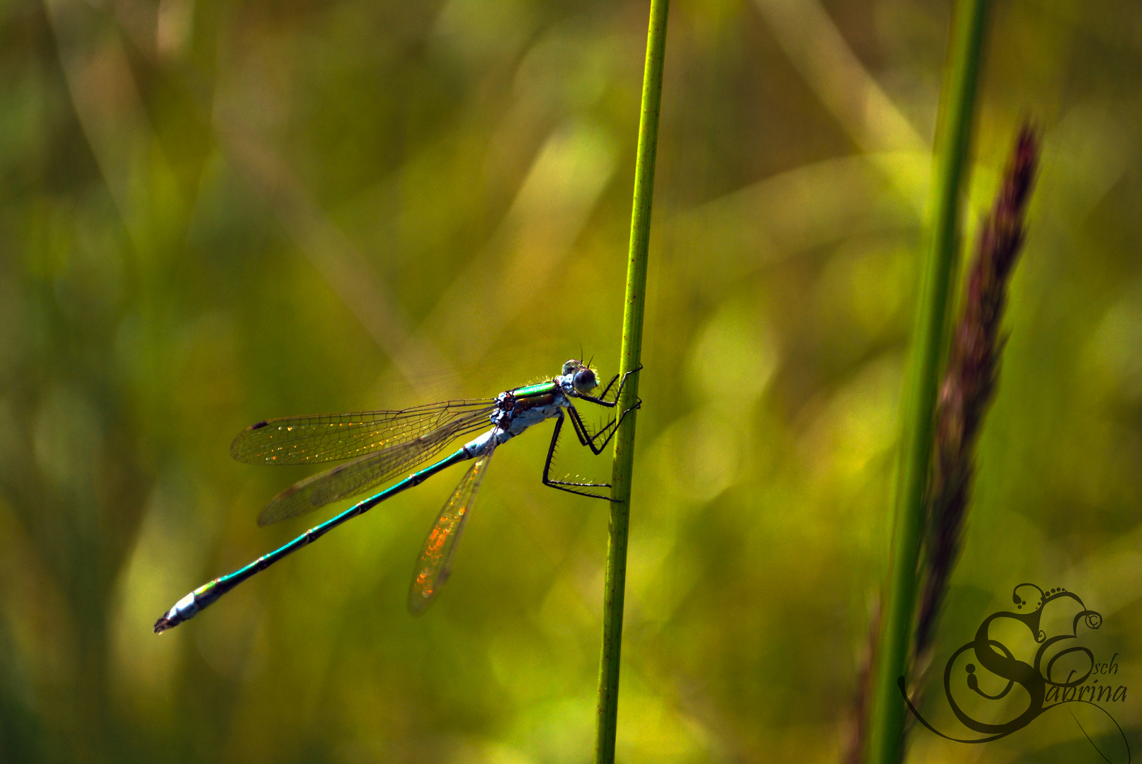 Dragonfly