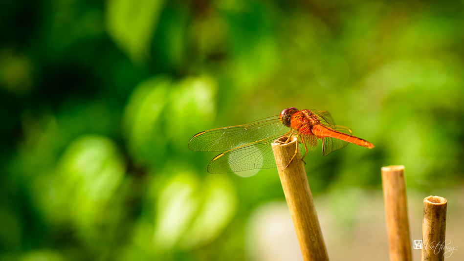 Dragonfly 5