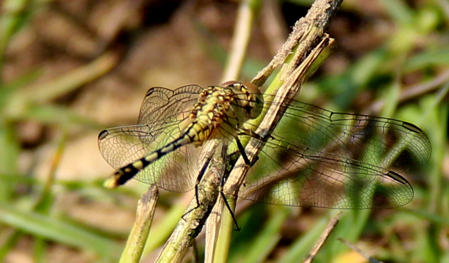 Dragonfly