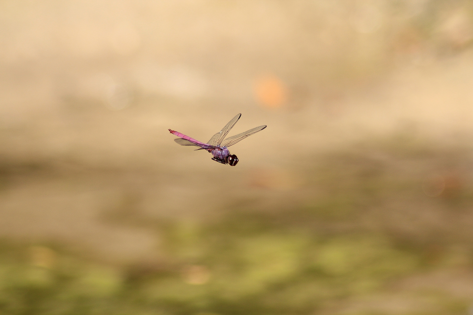 Dragonfly