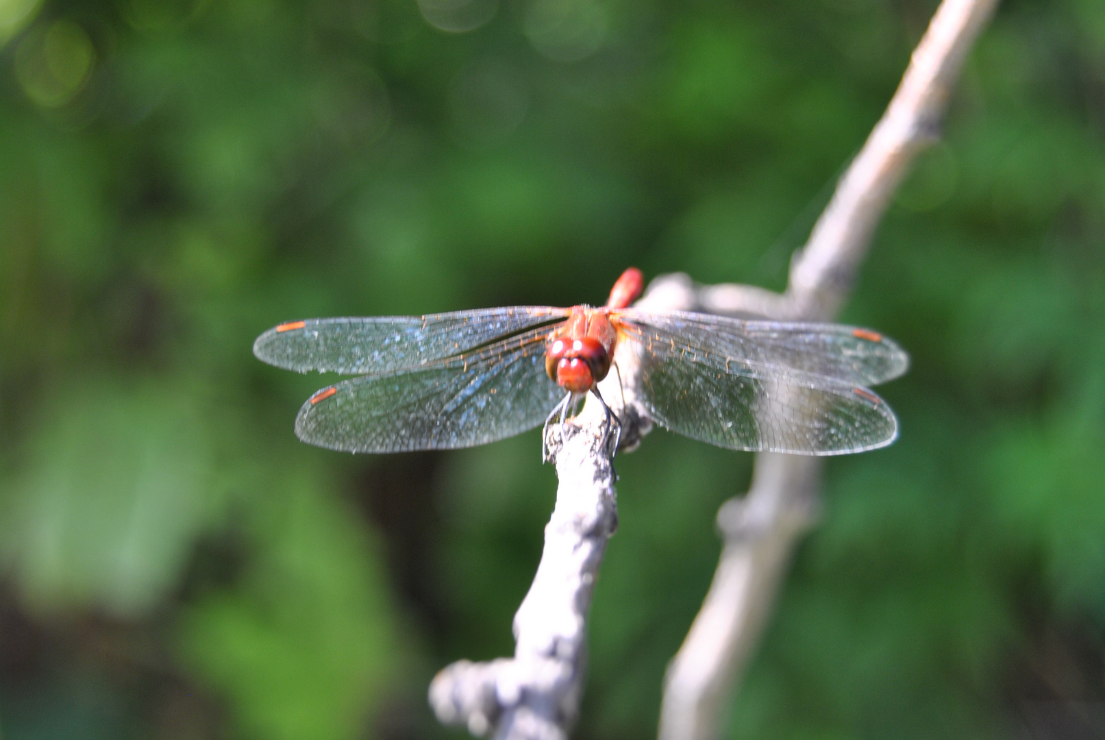 Dragonfly