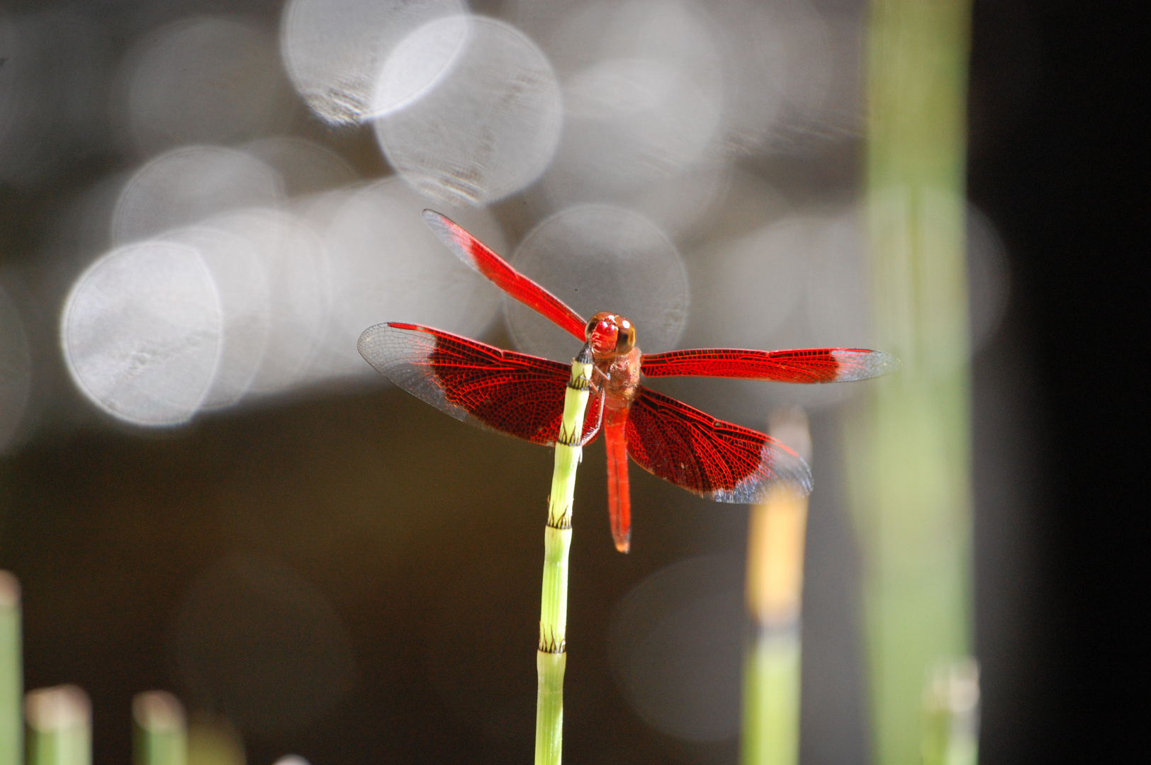 Dragonfly