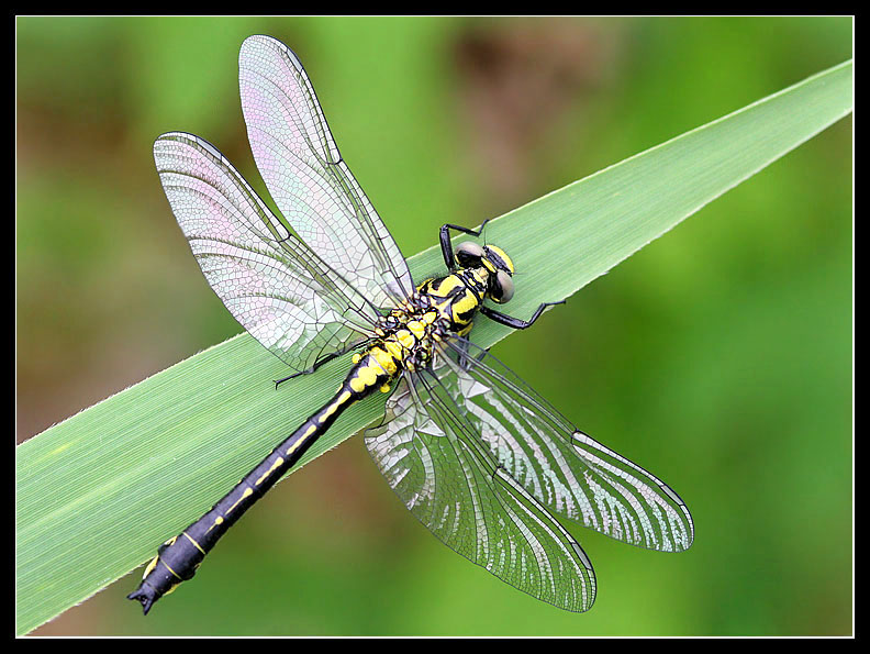 Dragonfly