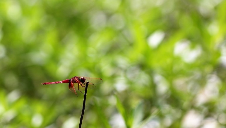 Dragonfly