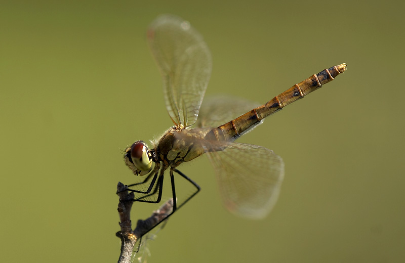 dragonfly