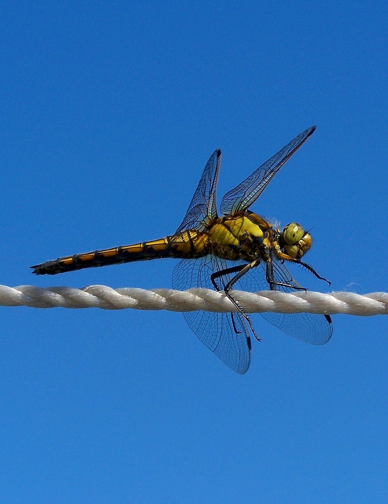 Dragonfly