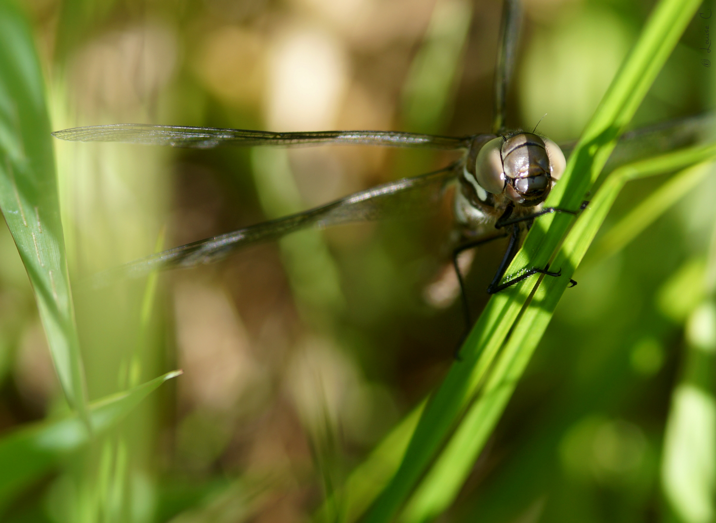 Dragonfly