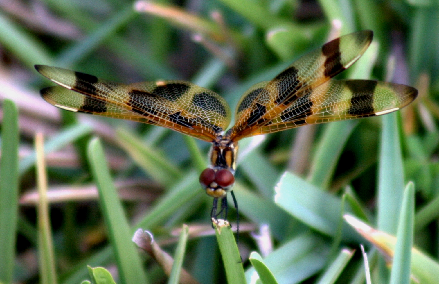 Dragonfly