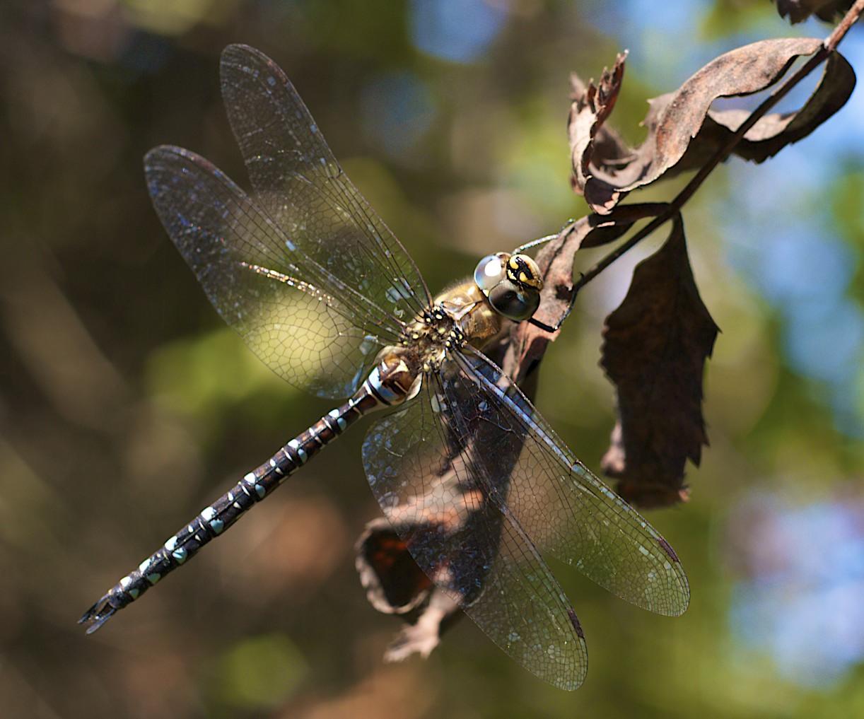 Dragonfly