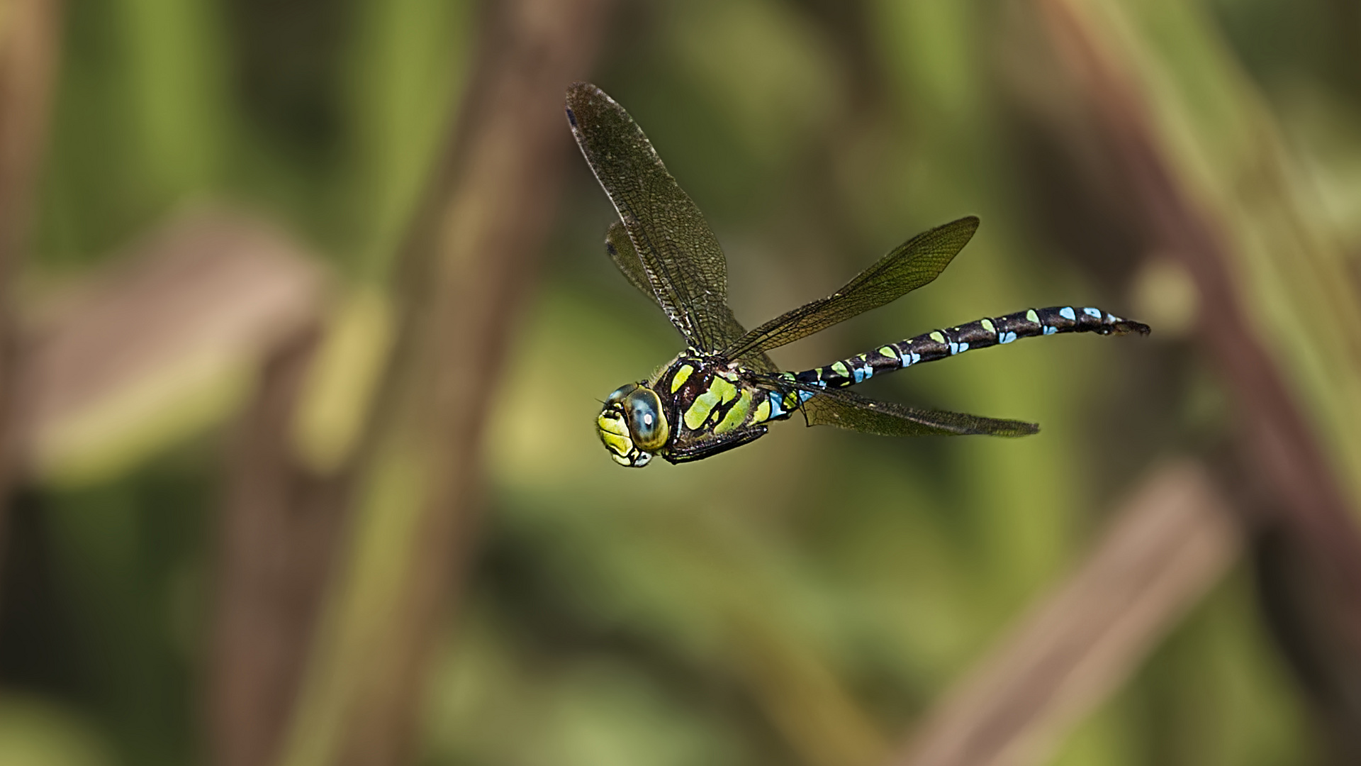 Dragonfly