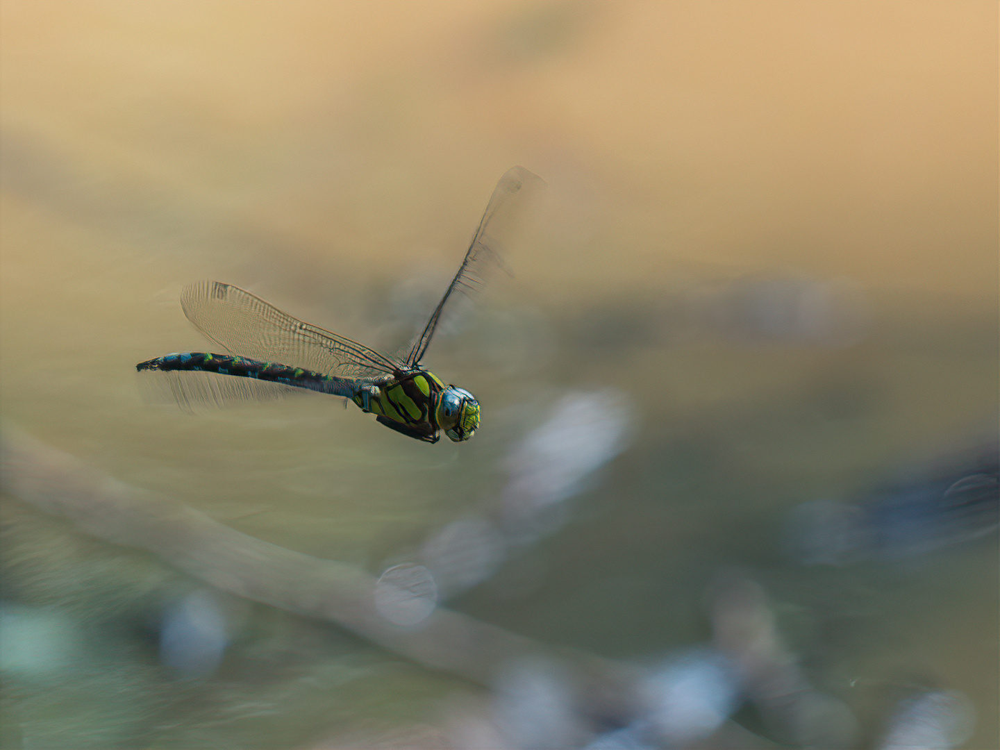 Dragonfly