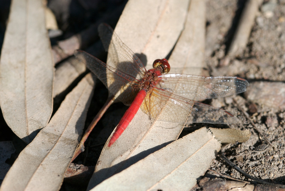 Dragonfly