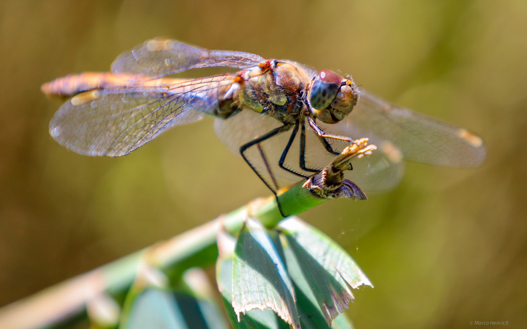 Dragonfly