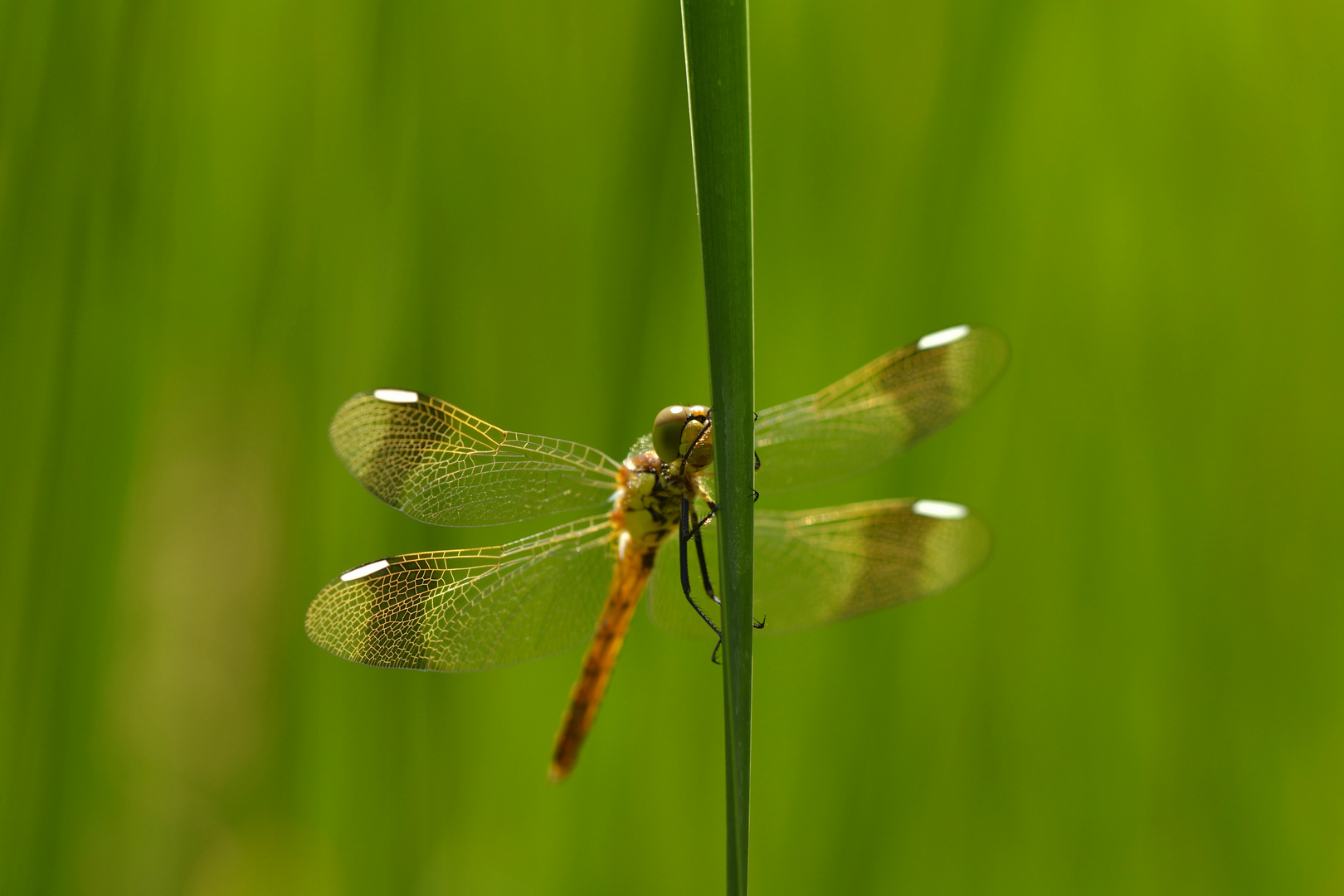 Dragonfly