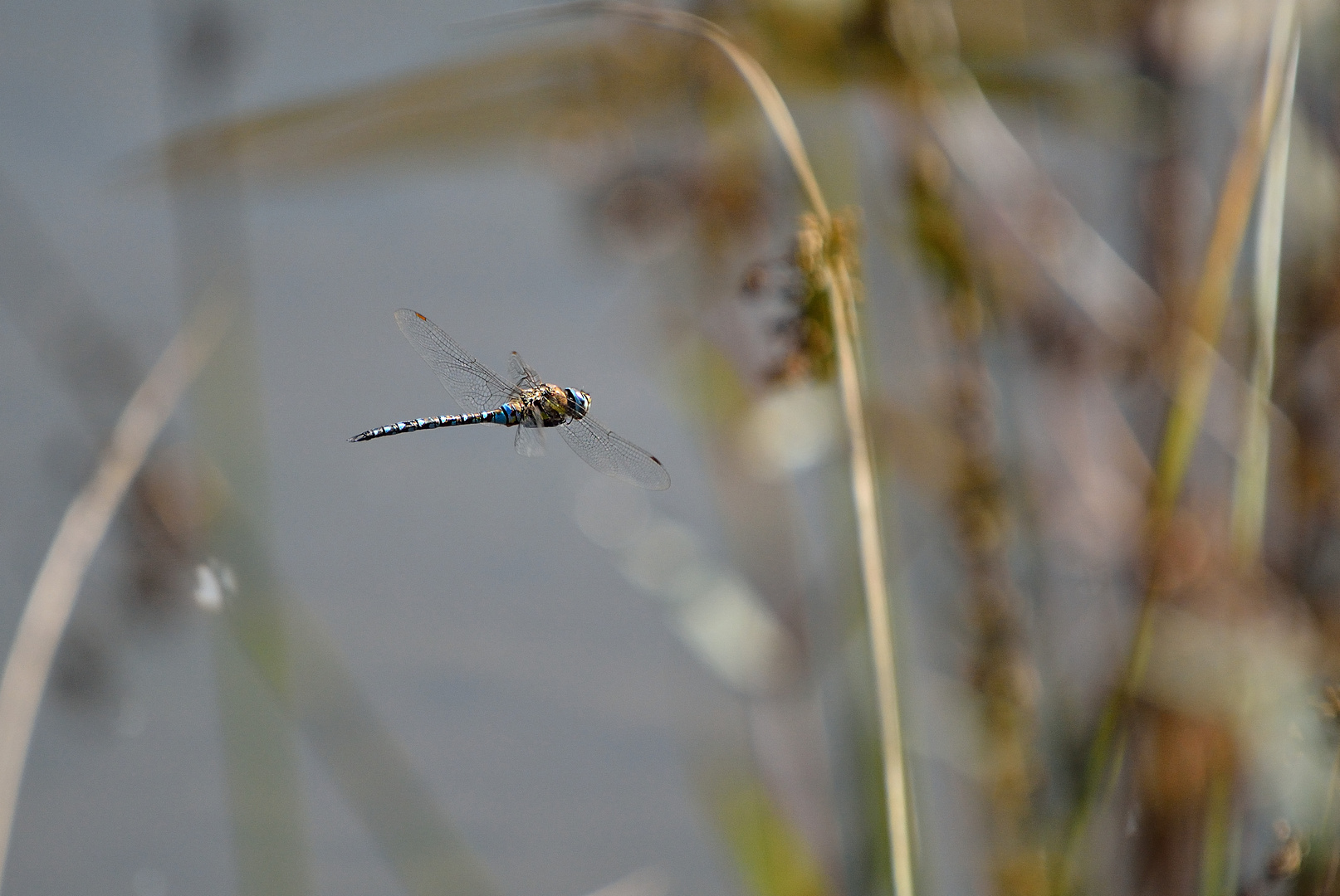 Dragonfly