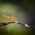 Dragonfly #6