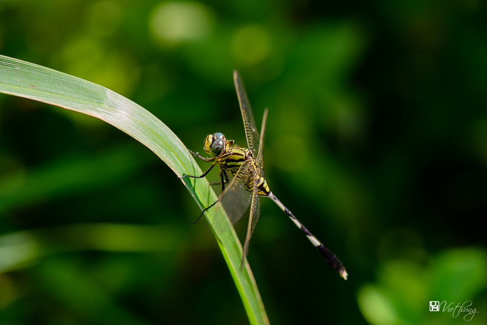 Dragonfly 6