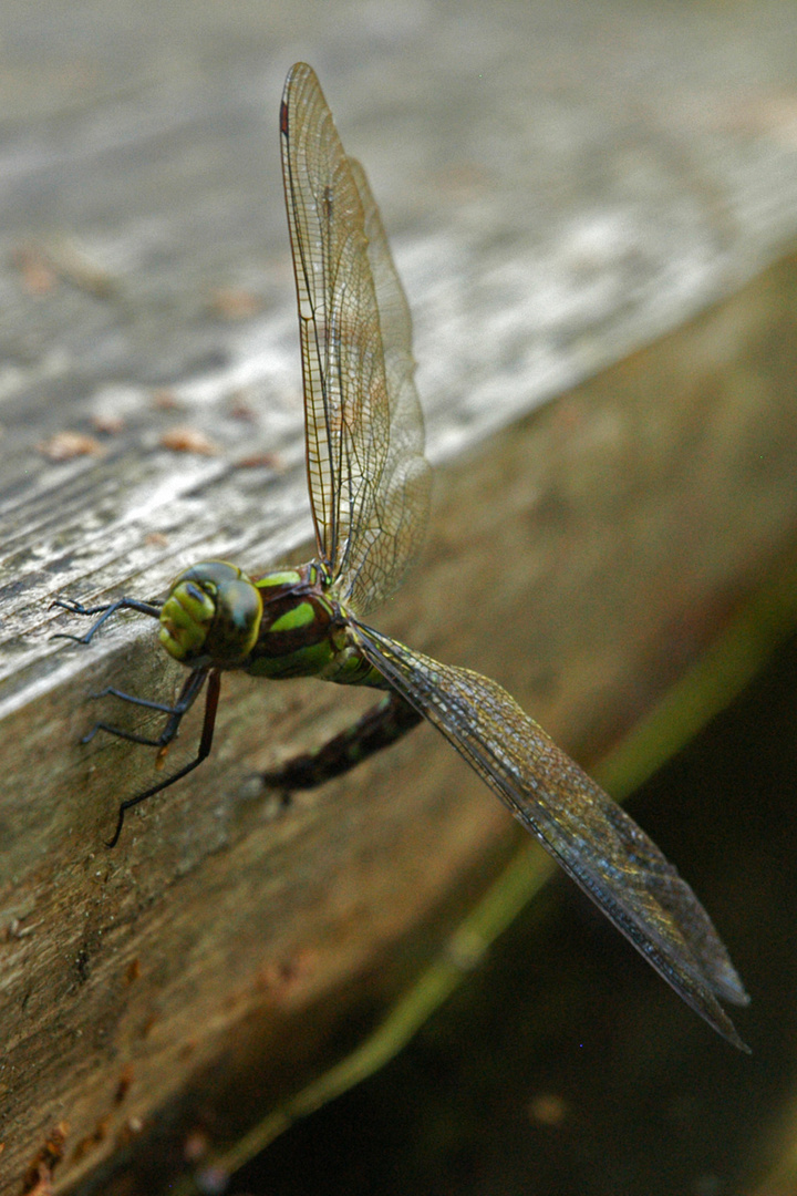 Dragonfly