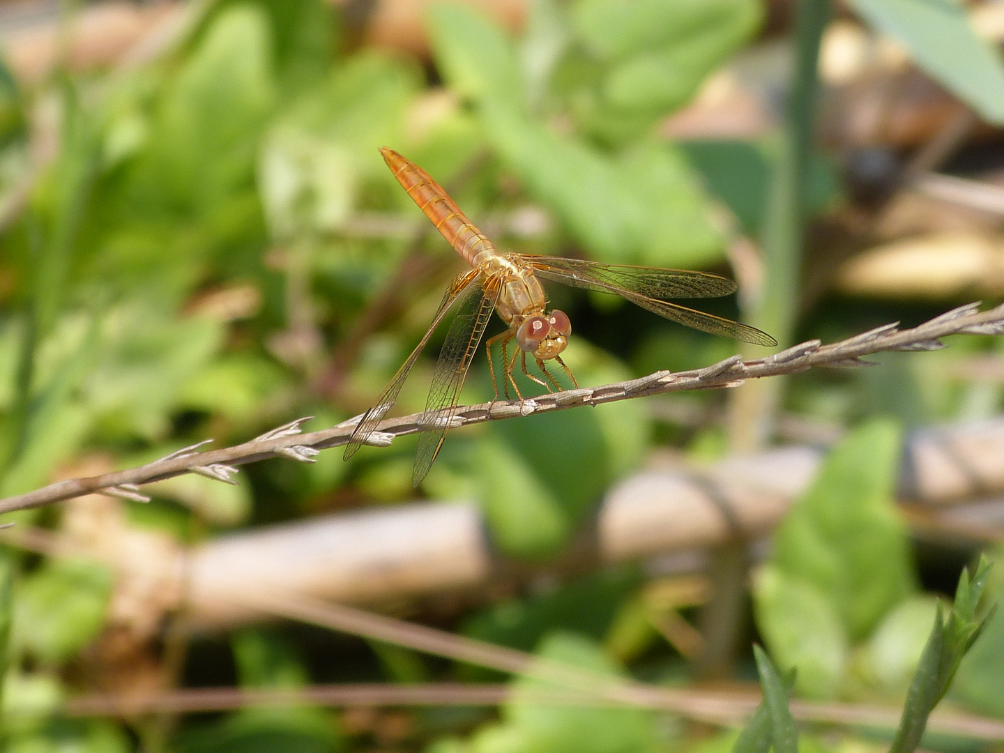 Dragonfly